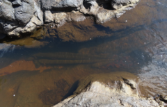 Electric Eel photo 5