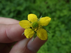 Geum urbanum