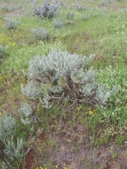 Artemisia rigida