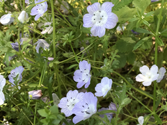 Nemophila menziesii menziesii