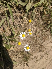 Matricaria