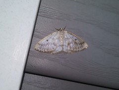 Lomographa glomeraria