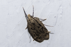 Martyringa latipennis
