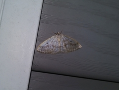 Lomographa glomeraria