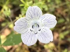 Nemophila menziesii menziesii