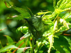 Biprorulus bibax