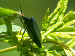 Biprorulus bibax