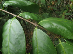 Zinowiewia australis