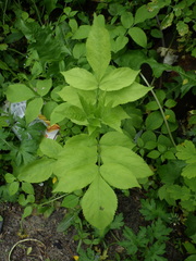 Sambucus nigra