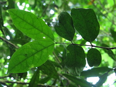 Zinowiewia australis