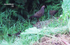 Dendrortyx leucophrys