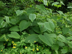 Reynoutria × bohemica