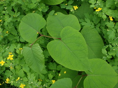 Reynoutria × bohemica