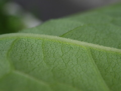 Reynoutria × bohemica