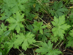 Geranium sibiricum