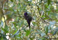 Ramphomicron microrhynchum