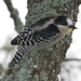 Melanerpes cactorum - Photo (c) Lip Kee Yap, μερικά δικαιώματα διατηρούνται (CC BY-SA)