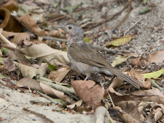 Turdus leucomelas