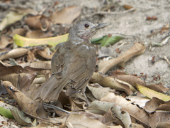 Turdus leucomelas
