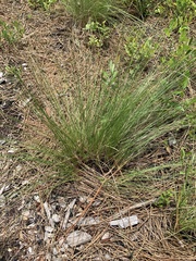 Piptochaetium avenaceum