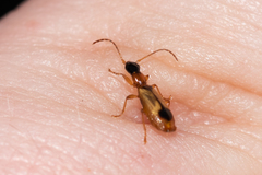 Demetrias monostigma