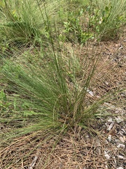 Piptochaetium avenaceum