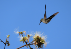 Campylopterus largipennis