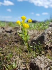 Castilleja campestris