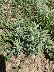 Picradeniopsis oppositifolia