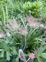 Geum triflorum