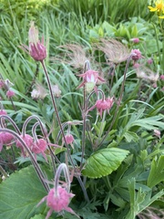Geum triflorum