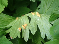 Aecidium ranunculi-acris