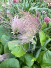 Geum triflorum