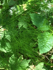 Equisetum pratense