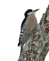 White-Fronted Woodpecker photo 5