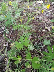 Ranunculus auricomus