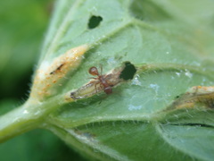 Aecidium ranunculi-acris