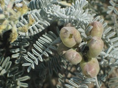Astragalus miguelensis