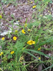 Ranunculus auricomus