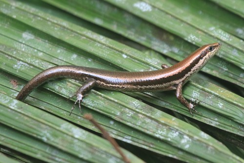 Varzea altamazonica