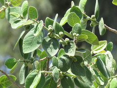 Ficus pringlei
