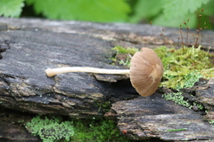 Psathyrella fatua