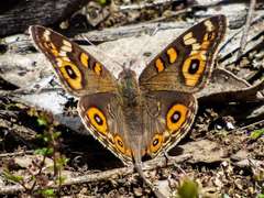 Junonia villida calybe