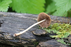 Psathyrella fatua