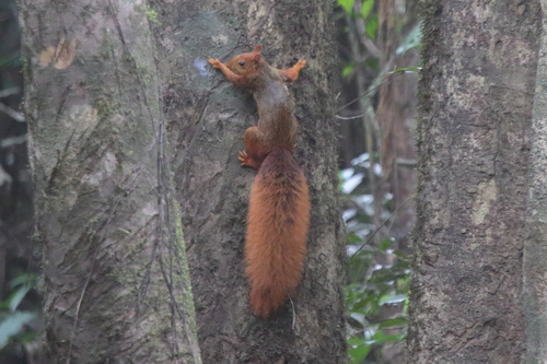 Northern Amazon Red Squirrel (Sciurus igniventris) — Least Concern Mammalia