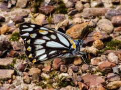 Belenois java teutonia
