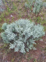 Artemisia rigida