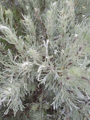 Artemisia rigida