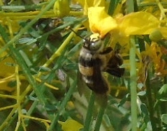 Centris flavofasciata