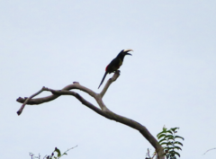 Pteroglossus aracari